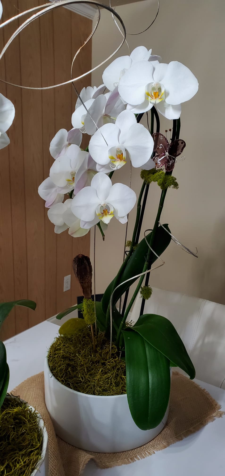 White phalaenopsis with a butterfly accent, wood-panel studio