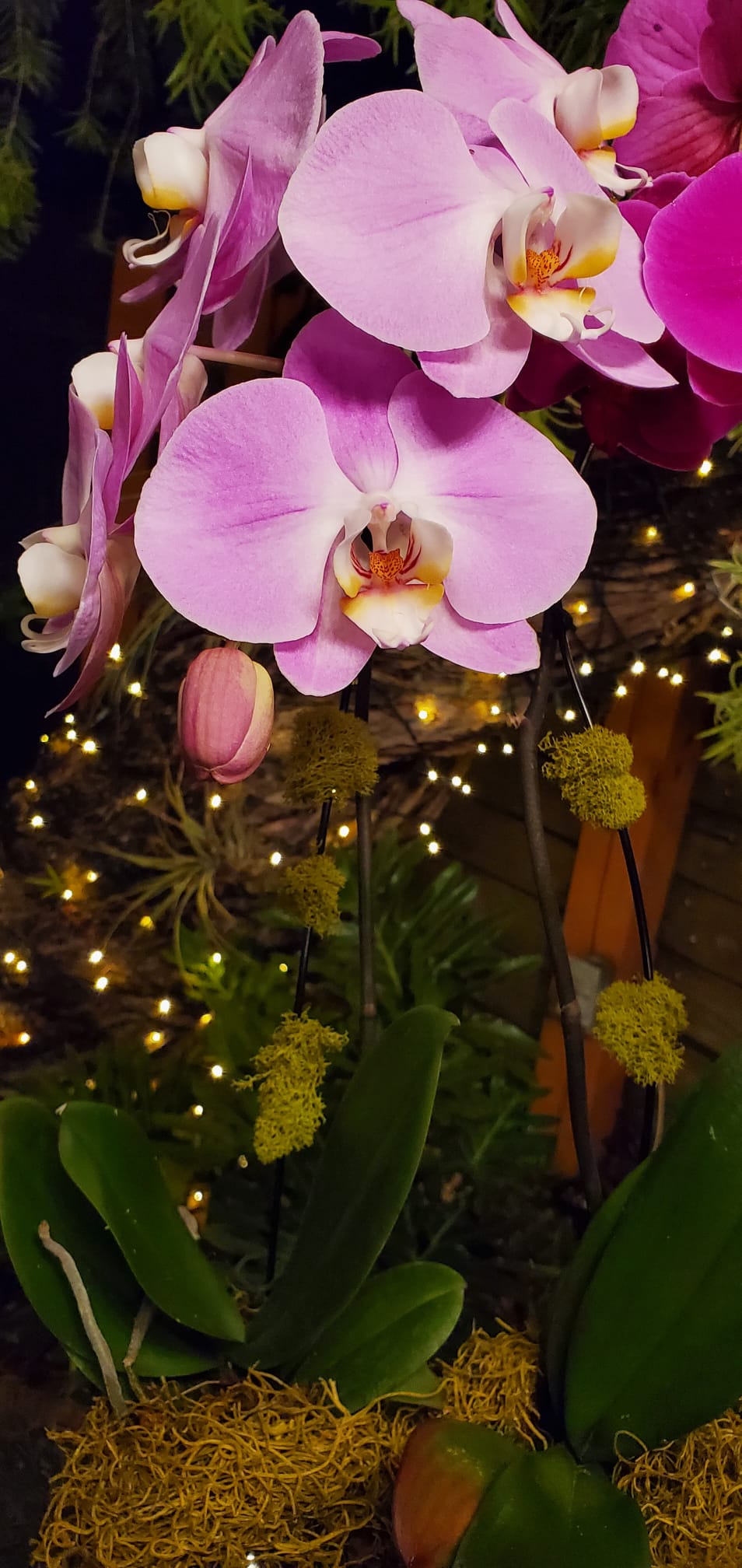 Magenta phalaenopsis in an outdoor planter, evening string-light garden