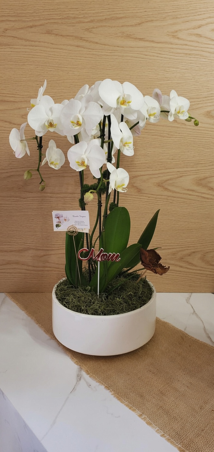 White phalaenopsis in a round gift pot, wood-panel studio