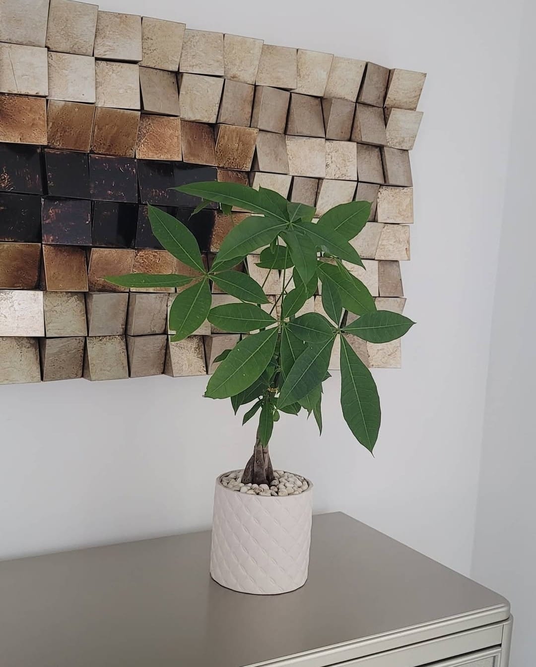 Money tree in a diamond-textured pot, console display