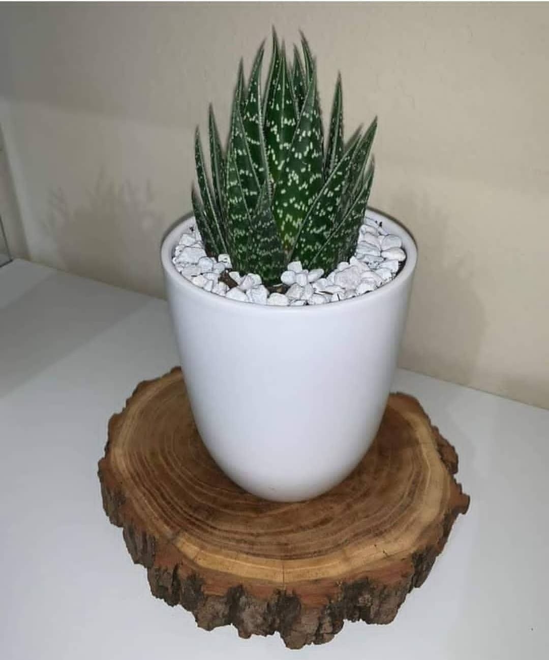 Spiky succulent in a white pot, wood slab display