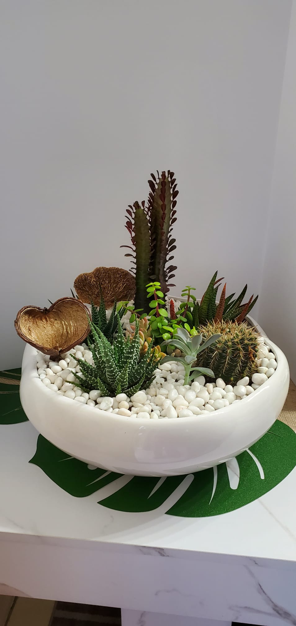 Succulent and cactus garden in a white bowl, monstera-leaf styled display