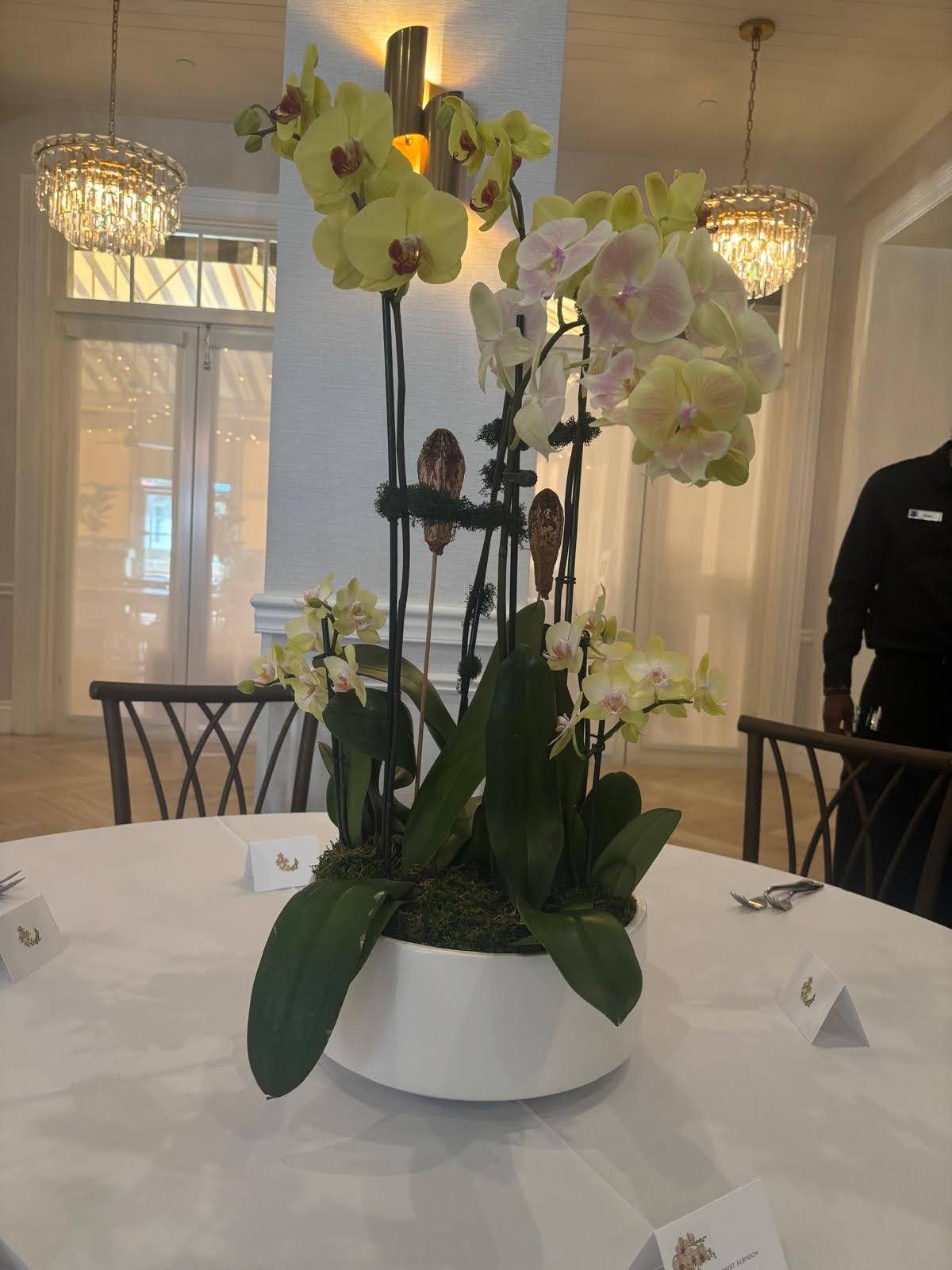 Chartreuse phalaenopsis in a white ribbed pot, fine dining room