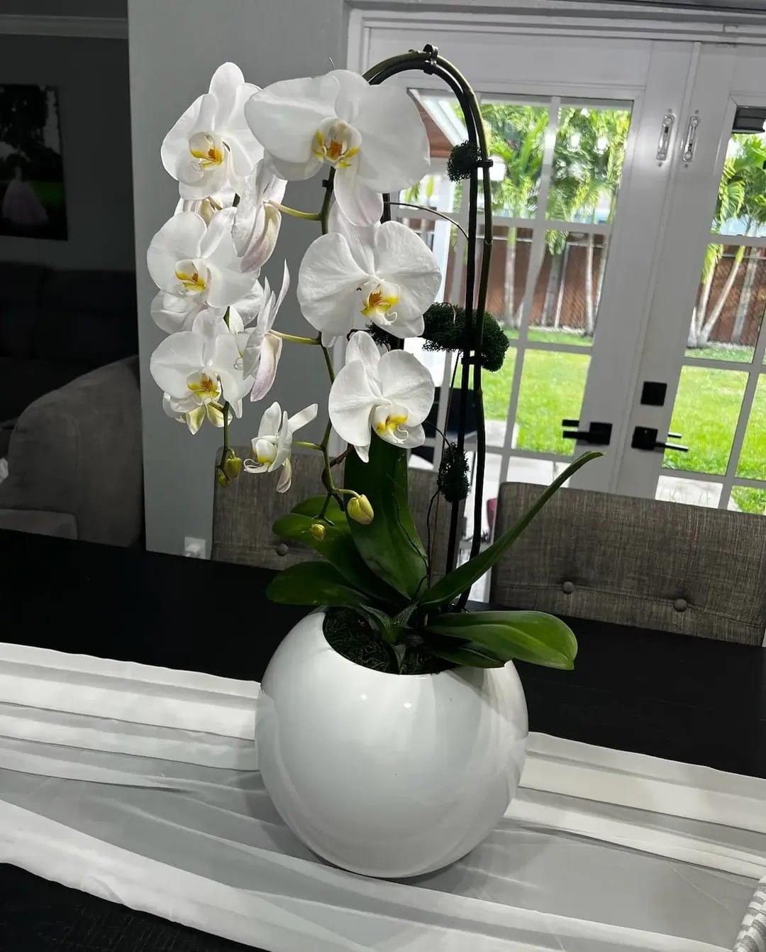 White phalaenopsis on a black arch trellis, backyard patio