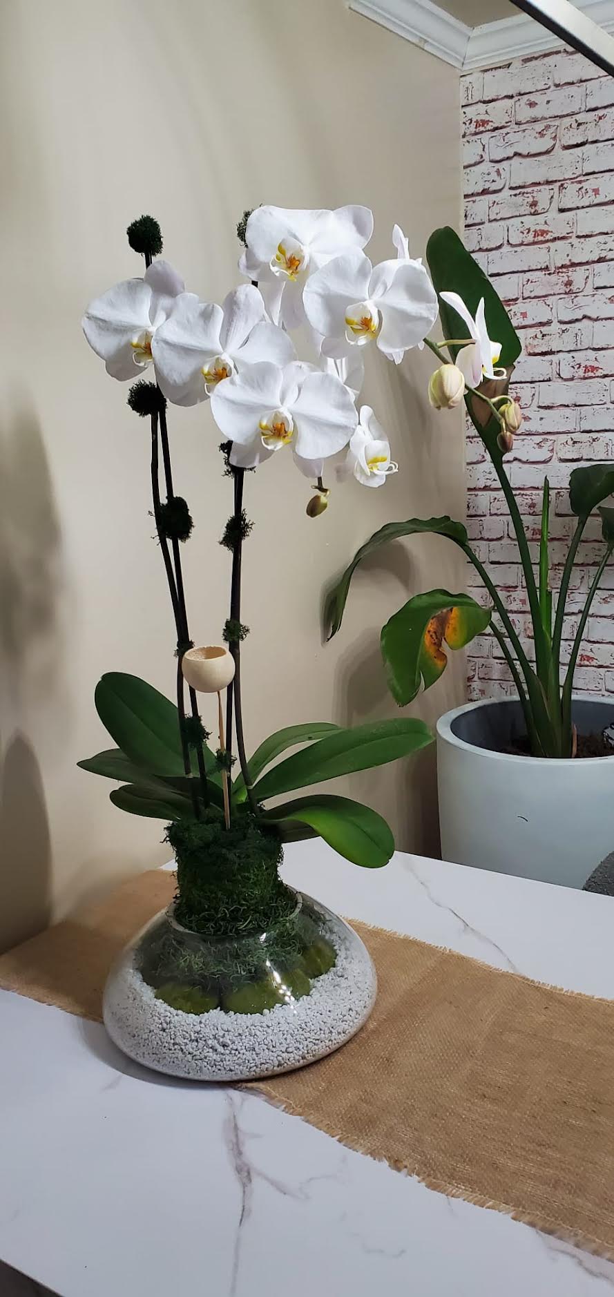 White phalaenopsis in a glass pebble vase, exposed brick interior