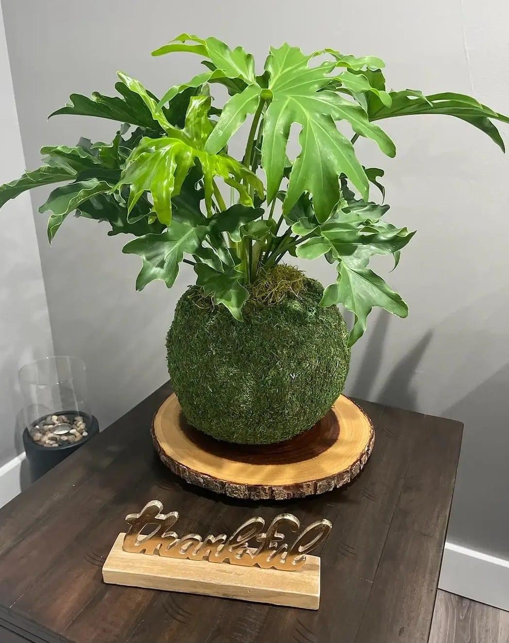 Mossy philodendron kokedama on a wood slab, home display corner