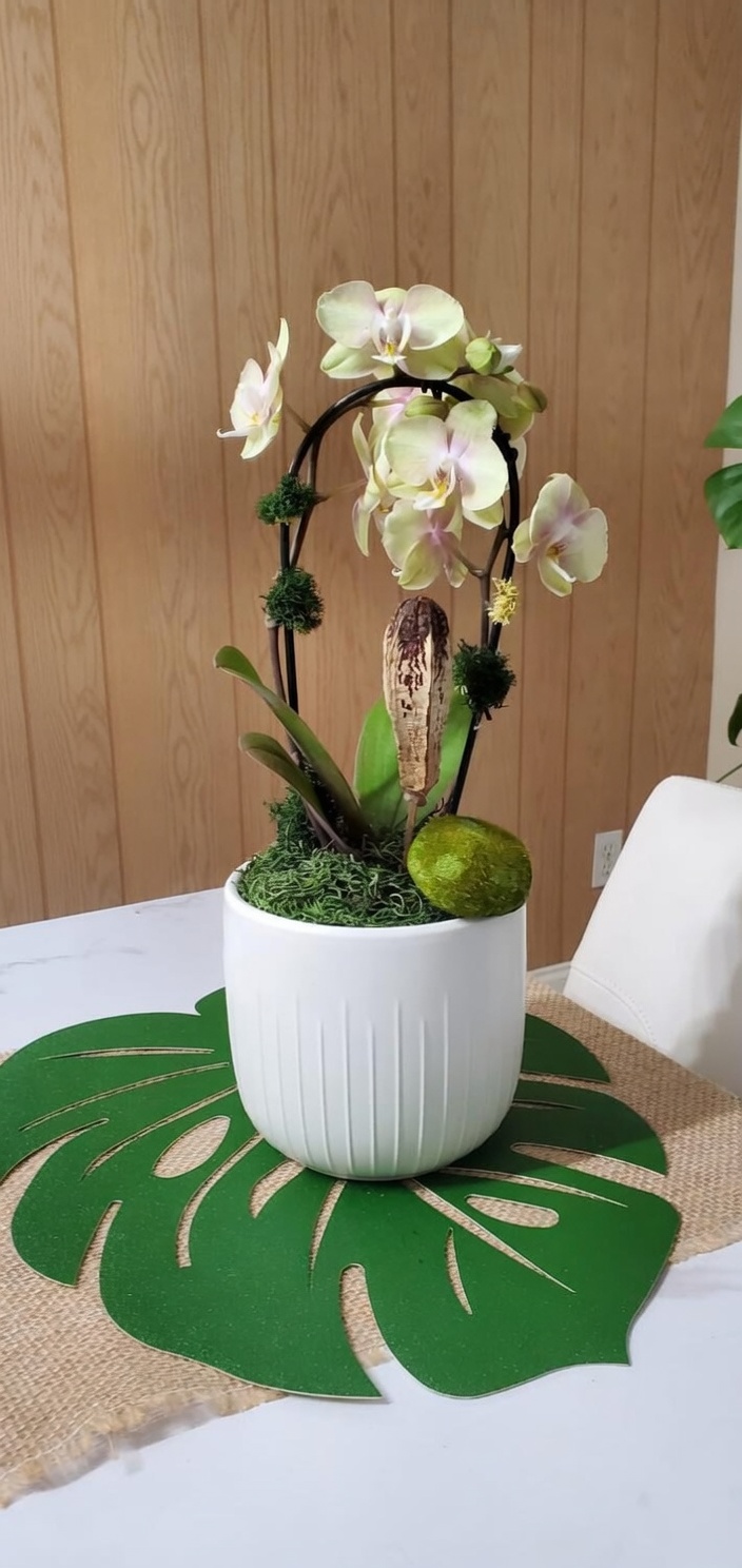 Chartreuse phalaenopsis on a black arch, monstera-leaf styled display